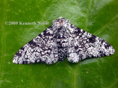 peppered moth (Biston betularia) Kenneth Noble